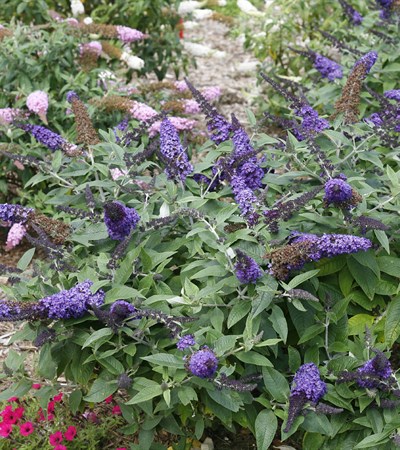 Butterfly Bush Pugster Blue®